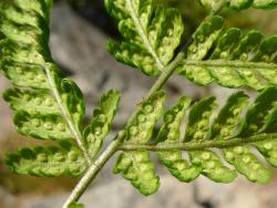 Dryopteris dilatata. Abaxial surface of fertile frond showing concolorous, reniform indusia.
 Image: L.R. Perrie © Leon Perrie CC BY-NC 3.0 NZ